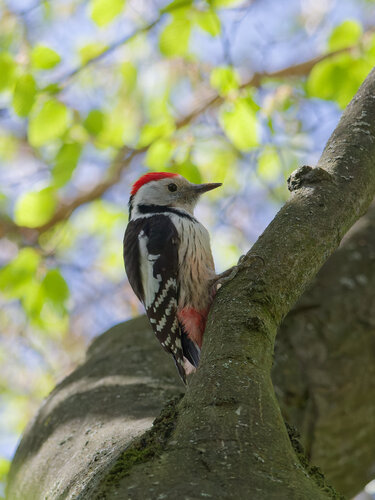 Pico mediano (Dendrocoptes medius)