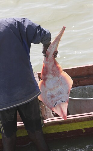 Blackchin Guitarfish