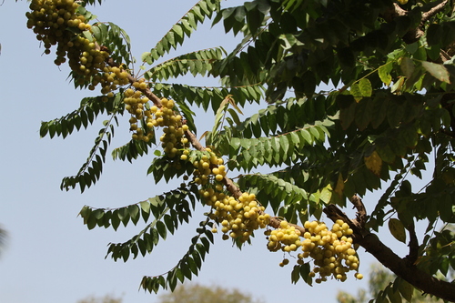 Tahitian gooseberry tree