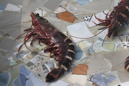 giant tiger prawn