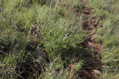 Cryptolepis oblongifolia image