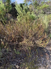 Cliffortia phyllanthoides