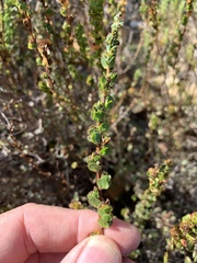 Cliffortia phyllanthoides