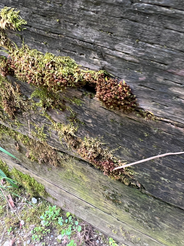 Ptychostomum capillare