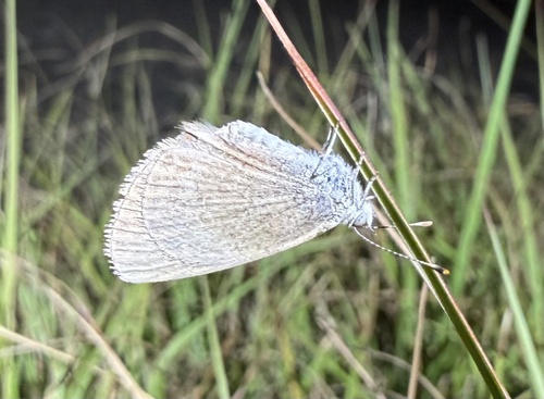 Lesser Grass Blue