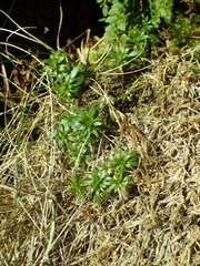 Draba incana