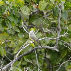 Tyrannus melancholicus