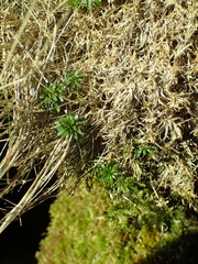 Draba incana
