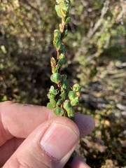 Cliffortia phyllanthoides
