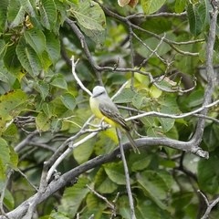 Tyrannus melancholicus