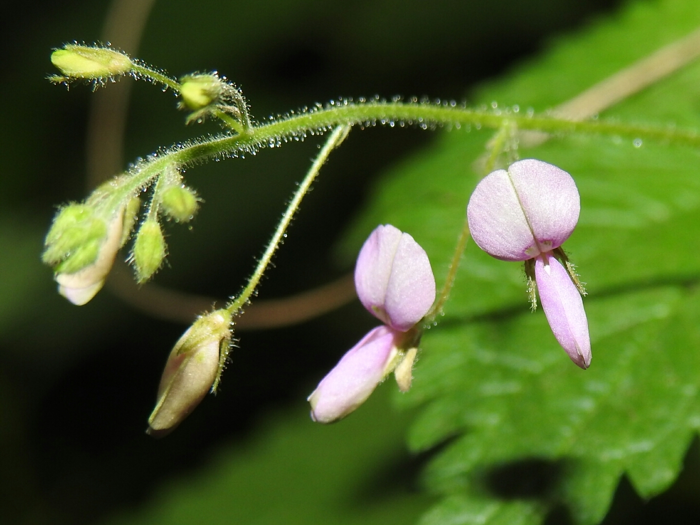 Desmodium retinens