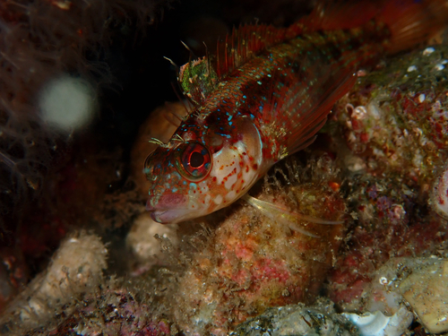 Alloclinus holderi