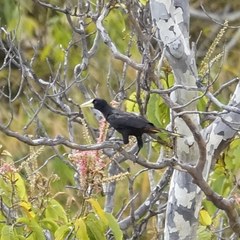 Psarocolius decumanus