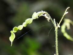 Desmodium retinens