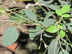 Desmodium retinens