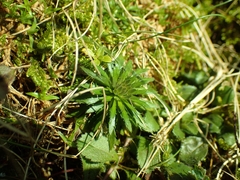 Draba incana
