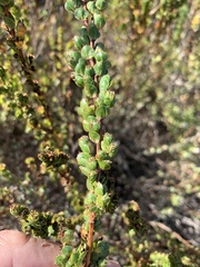 Cliffortia phyllanthoides