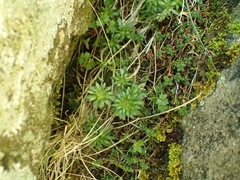 Draba incana