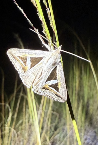 Triangles