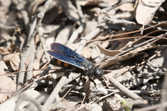 Pygodasis ephippium ephippium