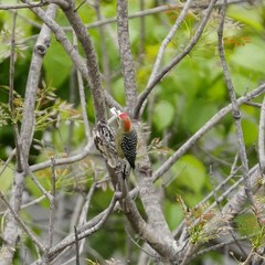 Melanerpes rubricapillus