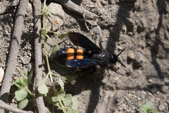 Pygodasis ephippium ephippium