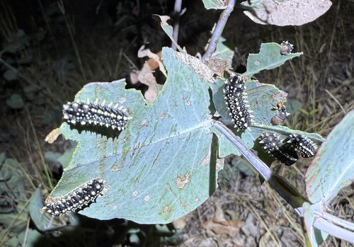 Black Slug Cup Moth