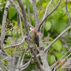 Melanerpes rubricapillus