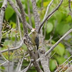 Melanerpes rubricapillus