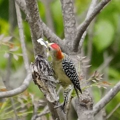 Melanerpes rubricapillus