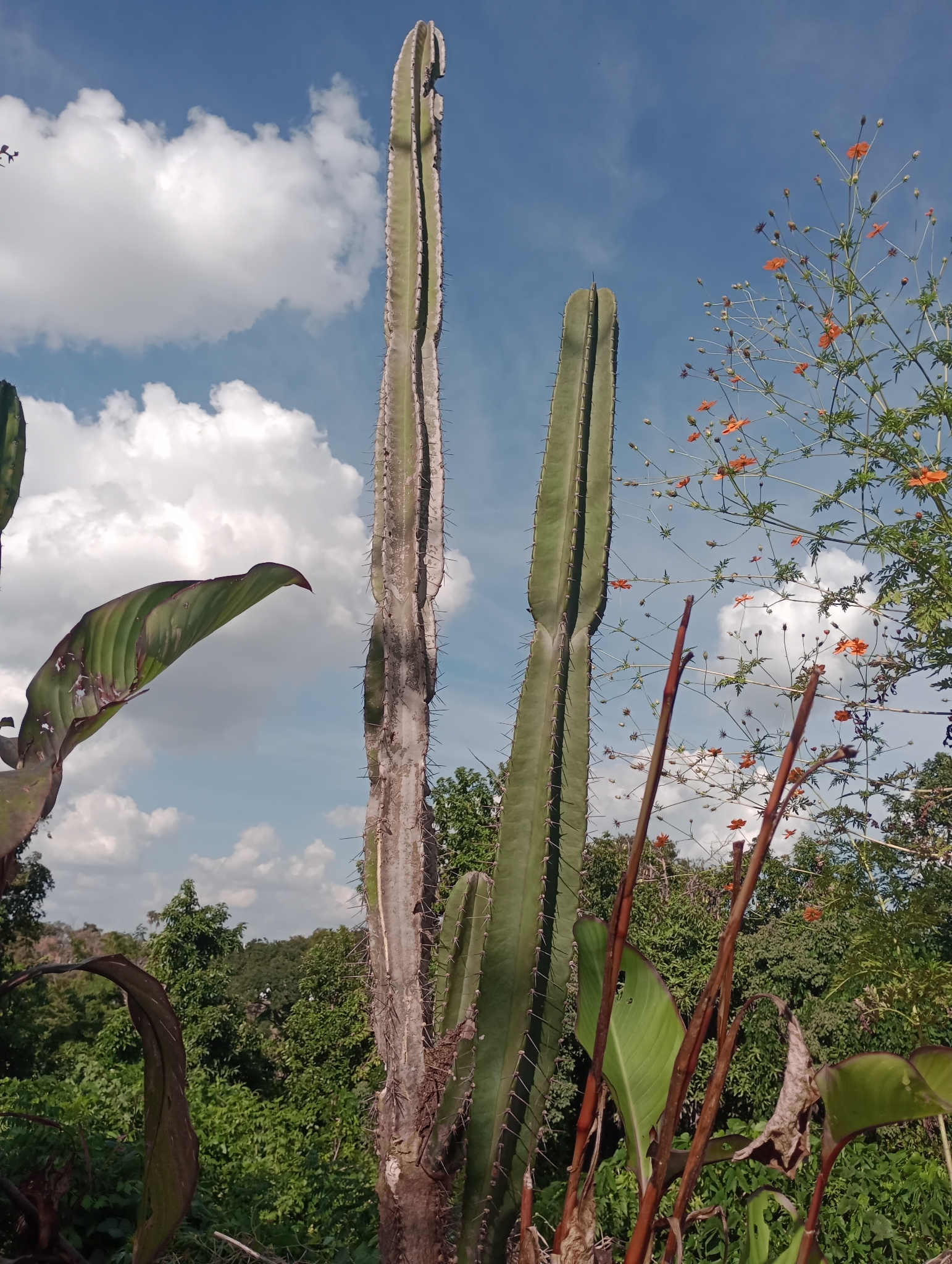 Cereus hildmannianus