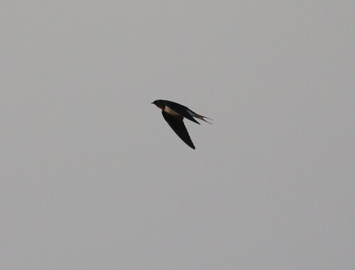 Barn Swallow
