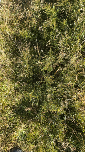 Coriaria angustissima observed 2026-04-23