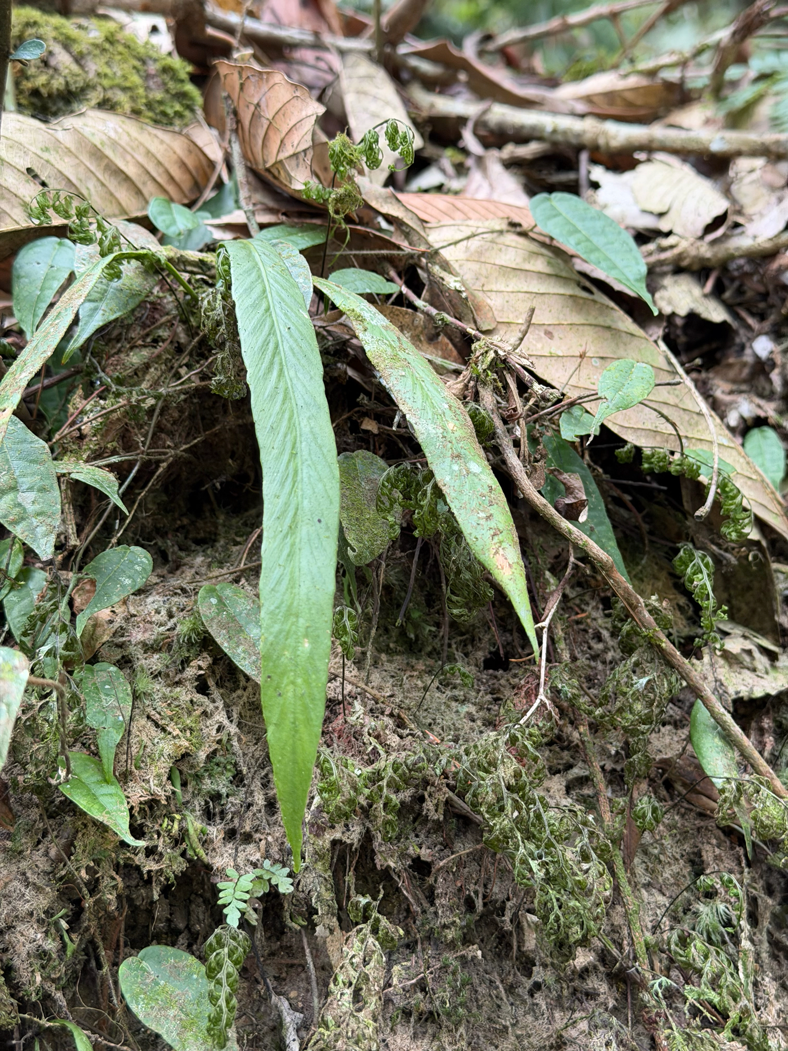 Asplenium ensiforme