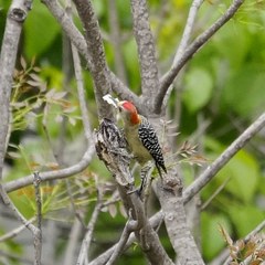 Melanerpes rubricapillus