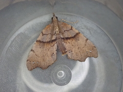 Chalastra pellurgata