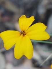 Tagetes stenophylla