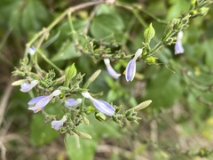 Carlowrightia parviflora