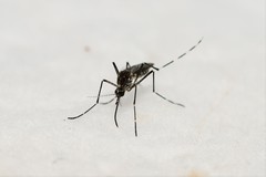 Aedes sierrensis
