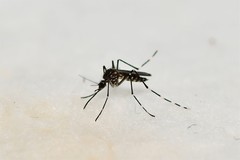 Aedes sierrensis