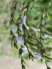 Carlowrightia parviflora