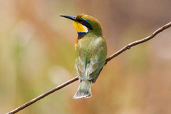 Blue-Breasted Bee-Eater photo 4