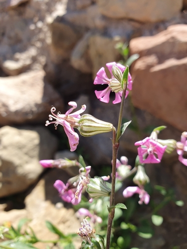 Silene secundiflora