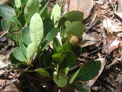 Ternstroemia tepezapote