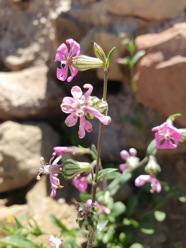 Silene secundiflora, photograph 3