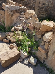 Silene secundiflora, photograph (c) Mehdi Chetibi, some rights reserved (CC BY)
