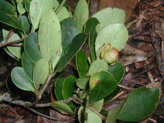 Ternstroemia tepezapote