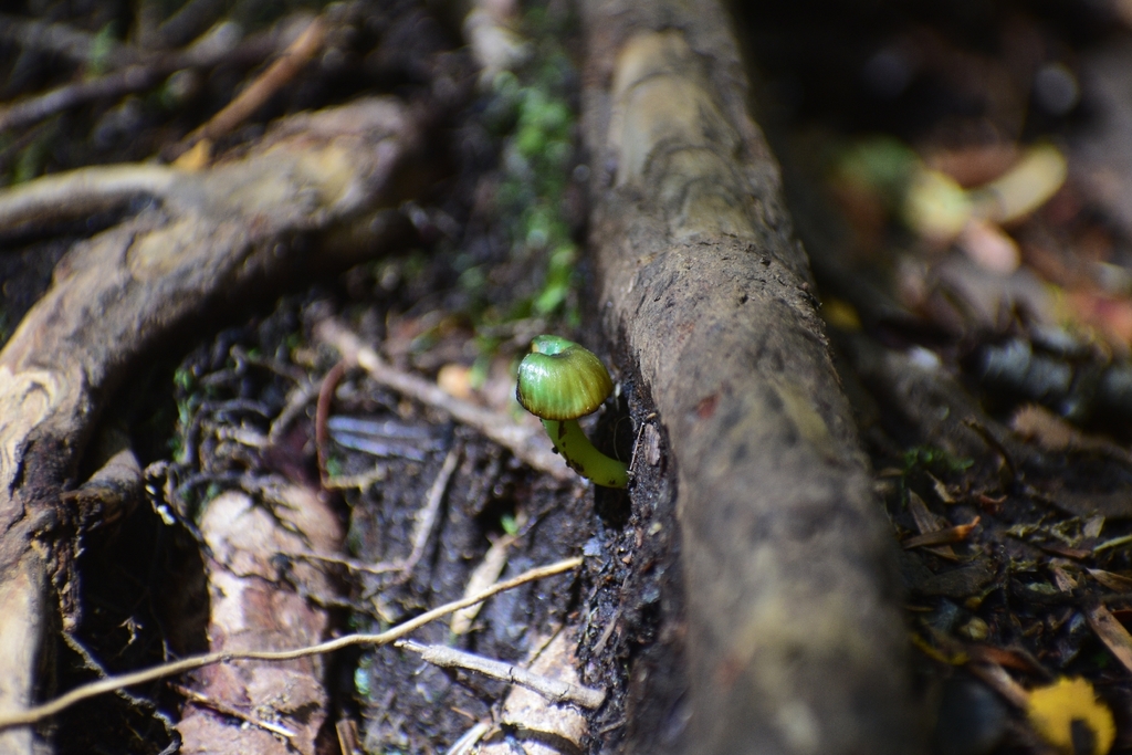 Entoloma necopinatum · April 2026 · photo: © orlando_fuenzalida (iNaturalist, cc-by)
