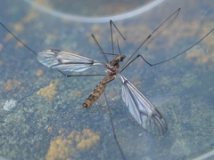 Leptotarsus cubitalis