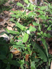 Lithospermum matamorense